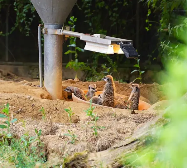 Erdmännchen unter der Wärmelampe