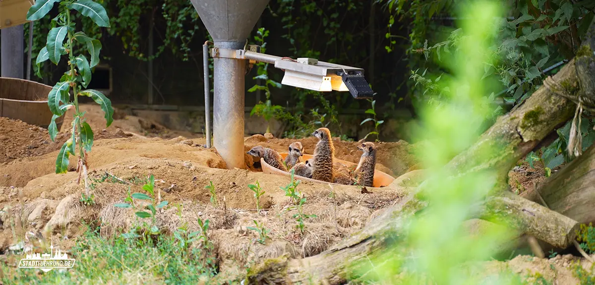 Erdmännchen unter der Wärmelampe