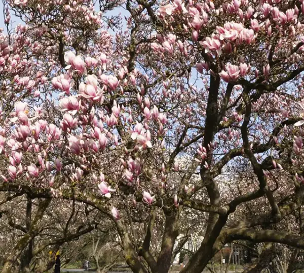 Kirschblüten im Park Schöntal