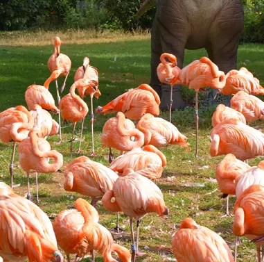 Kölner Zoo