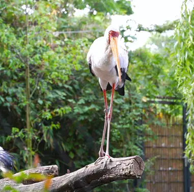 Kölner Zoo