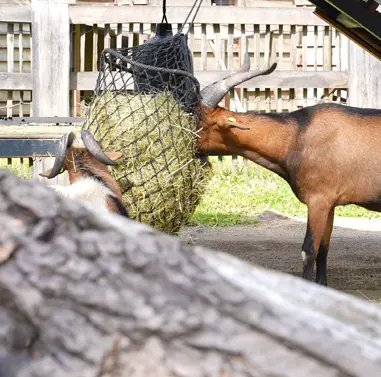 Kölner Zoo