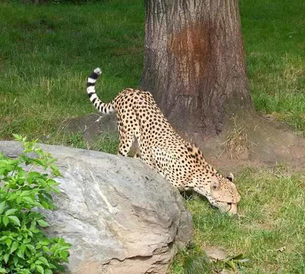 Leopard im Kölner Zoo