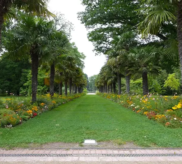Palmen Allee im Botanischen Garten Köln