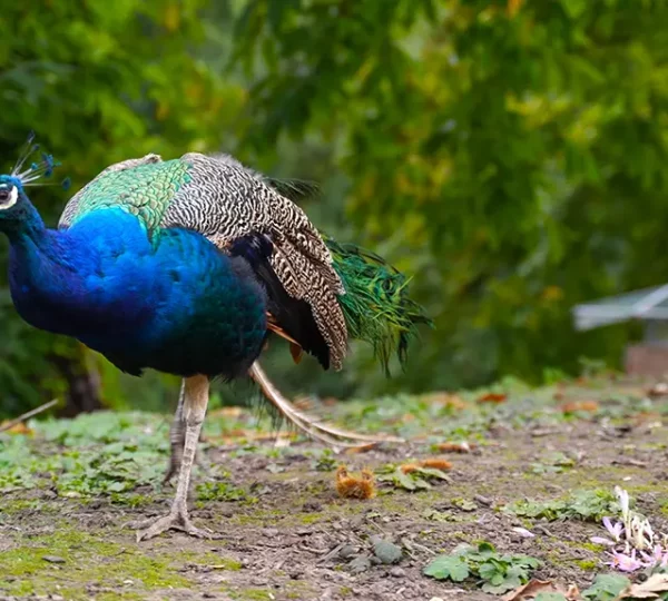 Pfau im Schlosspark vom Schloss Rheydt