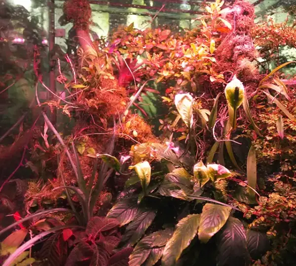 Pflanzen im Botanischen Garten Erlangen