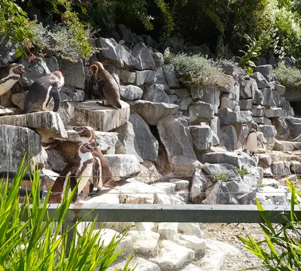 Pinguine im Kölner Zoo
