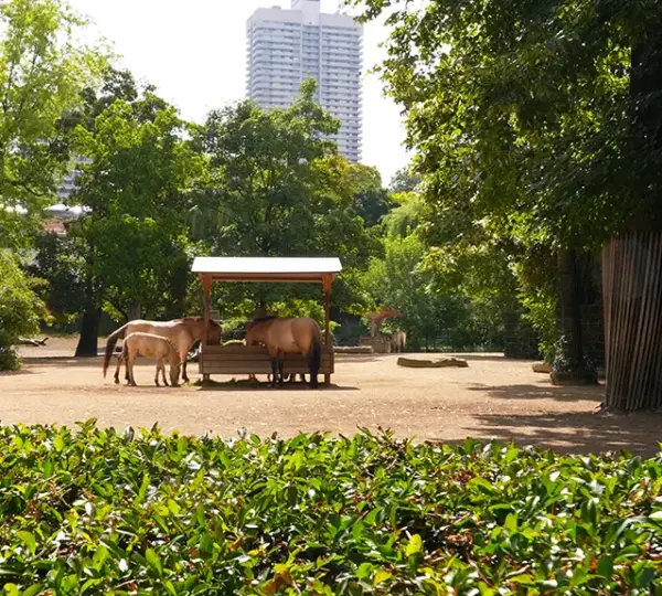 Przewalski Pferde im Kölner Zoo