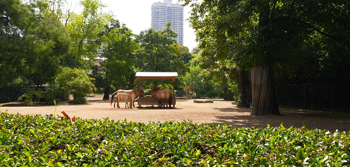 Przewalski Pferde im Kölner Zoo