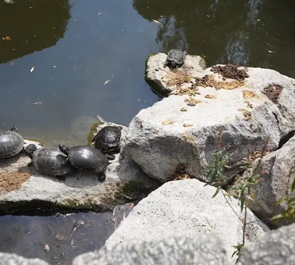 Wasserschildkröten im Park Schöntal