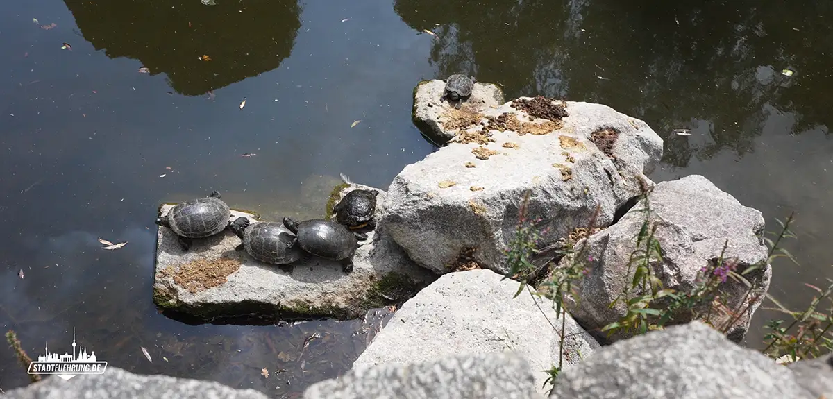 Wasserschildkröten im Park Schöntal