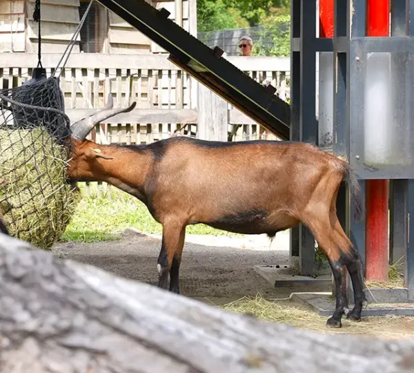 Ziegen im Gehege des Kölner Zoos