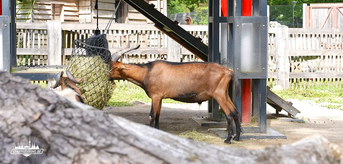 Ziegen im Gehege des Kölner Zoos