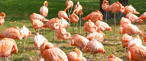 Kölner Zoo